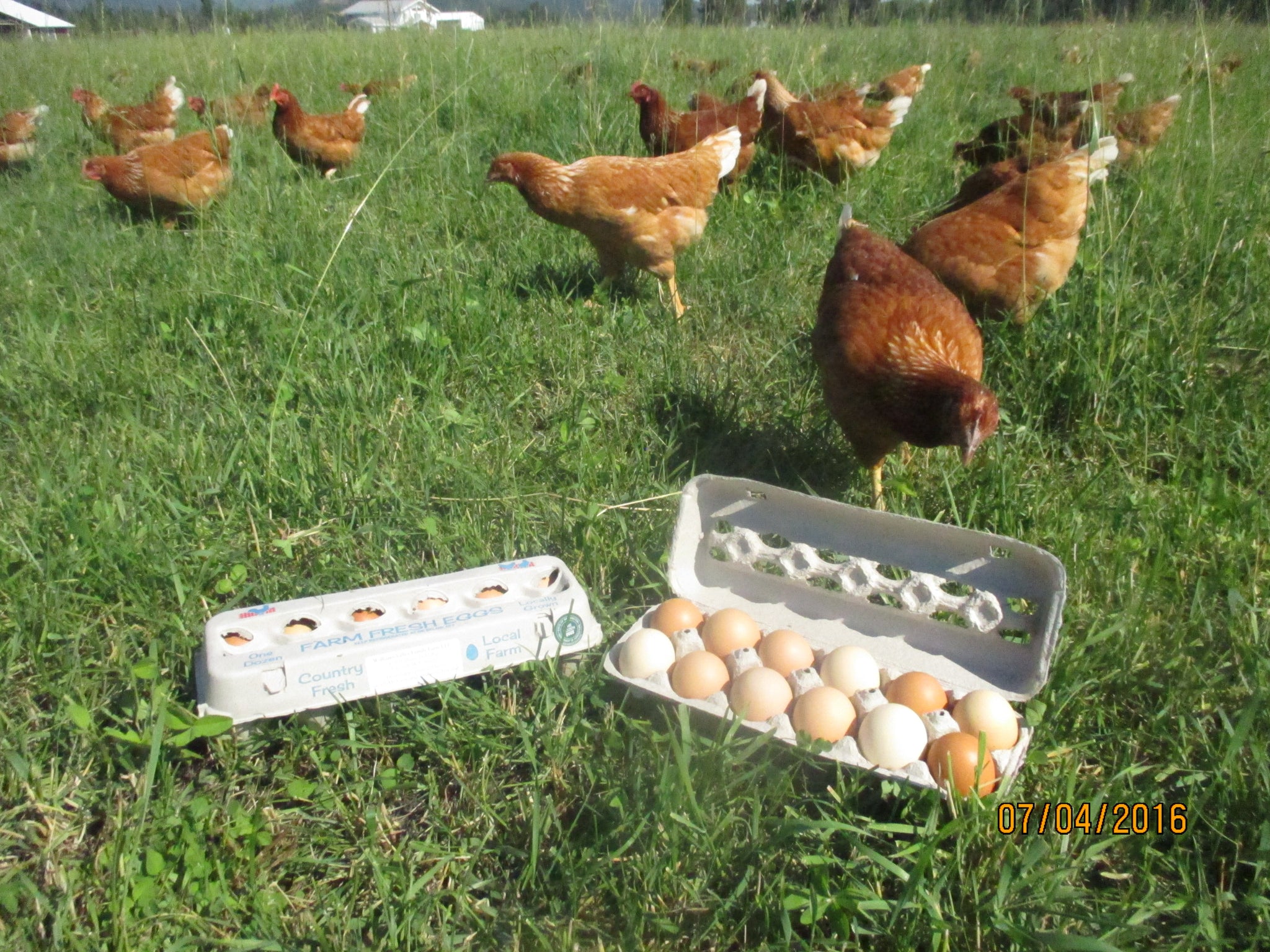 3 Dozen Large Eggs-Pastured, Non-GMO